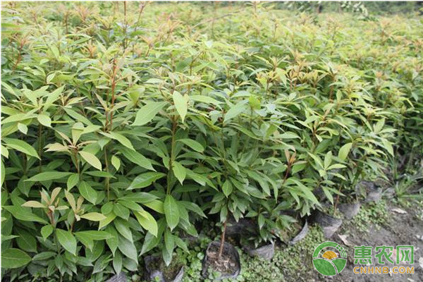 桢楠怎么育苗栽培？桢楠人工播种育苗技术