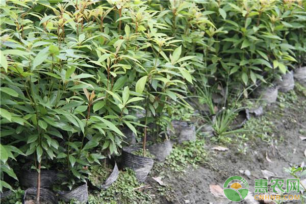 桢楠怎么育苗栽培？桢楠人工播种育苗技术