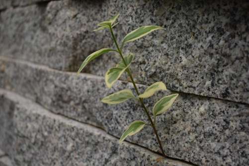 花叶蔓长春的功效和作用，花叶蔓长春小身材 大能量