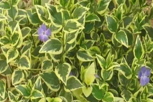 花叶蔓长春的功效和作用，花叶蔓长春小身材 大能量