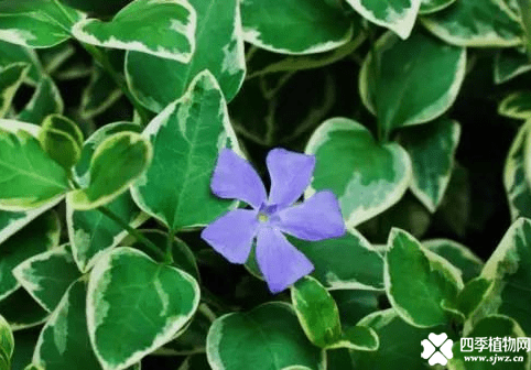 花叶蔓长春图片大全！这些花叶蔓长春你都认识吗？