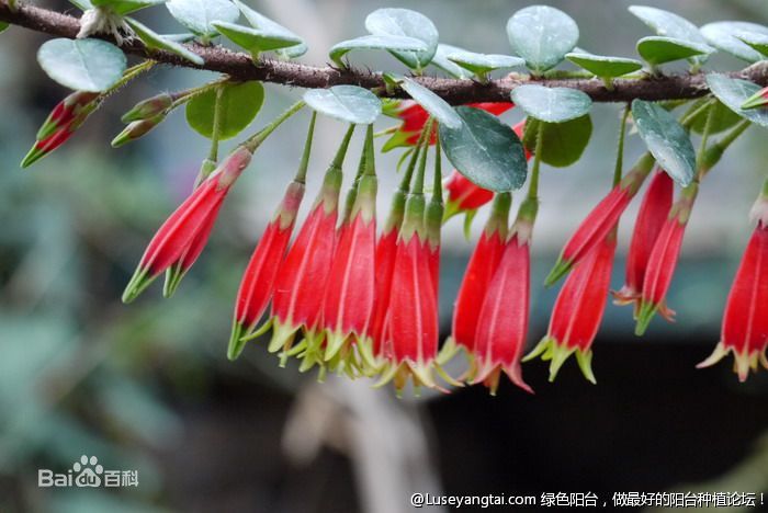 毛灯笼花图片