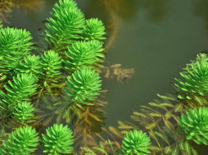 如何在水中种植狐尾藻，狐尾藻怎么养