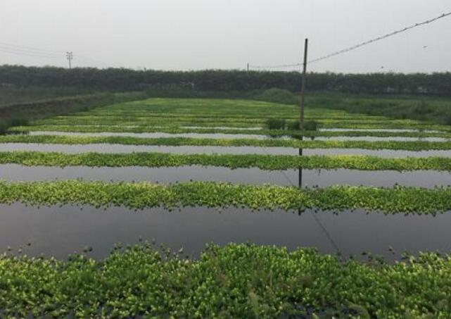 如何在水中种植狐尾藻，狐尾藻怎么养