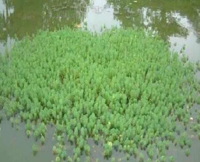 如何在水中种植狐尾藻，狐尾藻怎么养