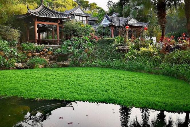 如何在水中种植狐尾藻，狐尾藻怎么养