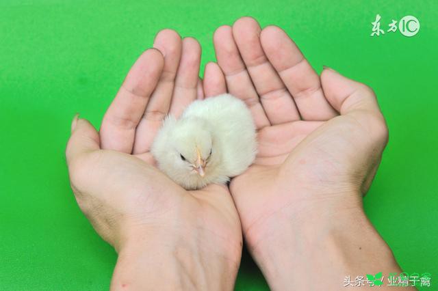 育雏第一周，养鸡户需要注意的温度、湿度、通风、保 。。。