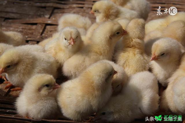 育雏第一周，养鸡户需要注意的温度、湿度、通风、保 。。。