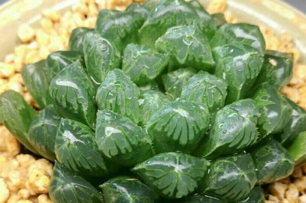 属鸡的适合养什么花好 属鸡的家里摆什么花好