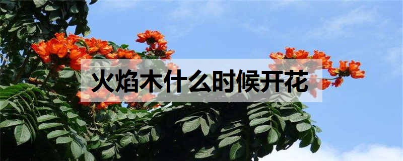 火焰木什么时候开花 如何养殖火焰木