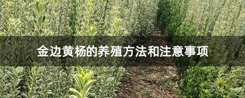 金边黄杨的养殖方法和注意事项