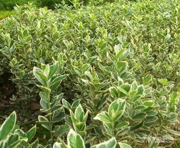金边黄杨图片欣赏 感受大自然气息