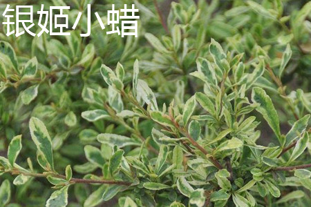 银姬小蜡和金边黄杨的区别