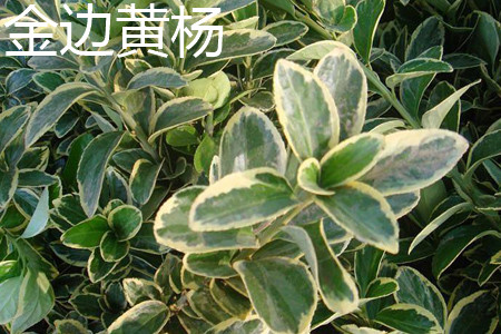 银姬小蜡和金边黄杨的区别
