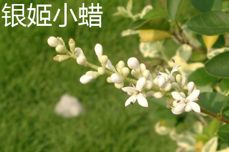 银姬小蜡和金边黄杨的区别