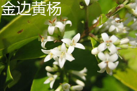 银姬小蜡和金边黄杨的区别