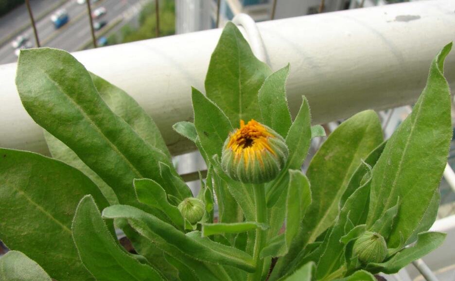 金盏花怎么种植？金盏花的种植养护方法