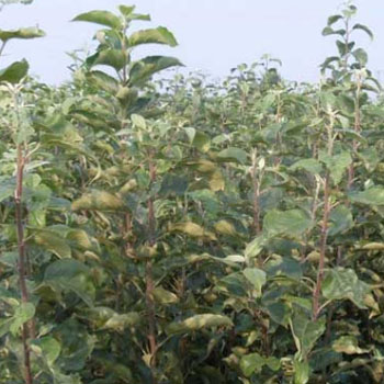 苹果树白粉病症状、发病规律和治疗防治方法