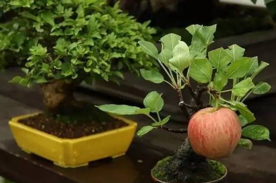 盆栽苹果树叶子干枯了怎么回事(苹果树叶子发黄干枯)
