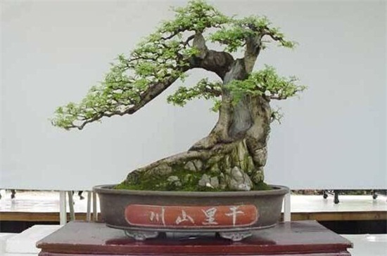 白蜡盆景如何修剪，6个步骤修剪出健壮的白蜡