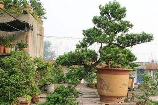 白蜡盆景如何修剪，6个步骤修剪出健壮的白蜡