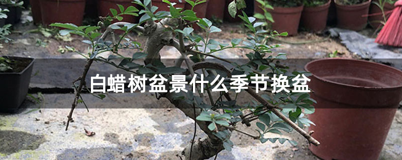 白蜡树盆景什么季节换盆