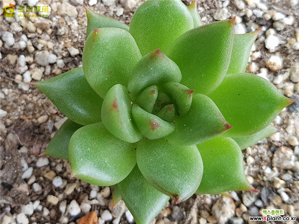 东云系的特洛伊