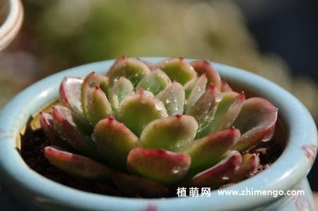 玉杯东云多肉加图片