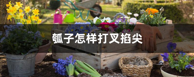 瓠子怎样打叉掐尖