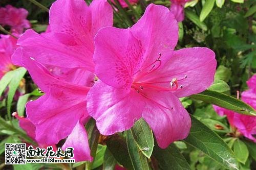 如何区分毛鹃、东鹃、西鹃、夏娟？