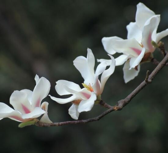 木兰花浇水注意事项