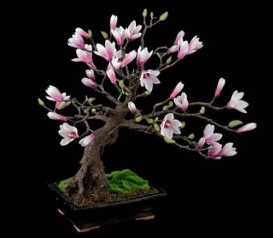木兰花怎么养