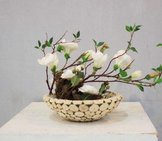 木兰花怎么养