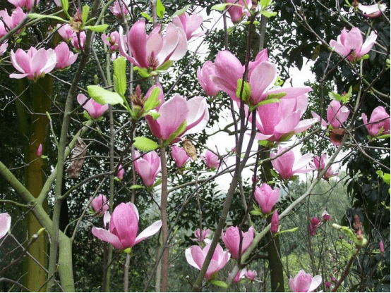 木兰花图片全集！木兰花高清大图！