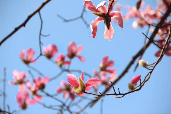 木兰花图片全集！木兰花高清大图！