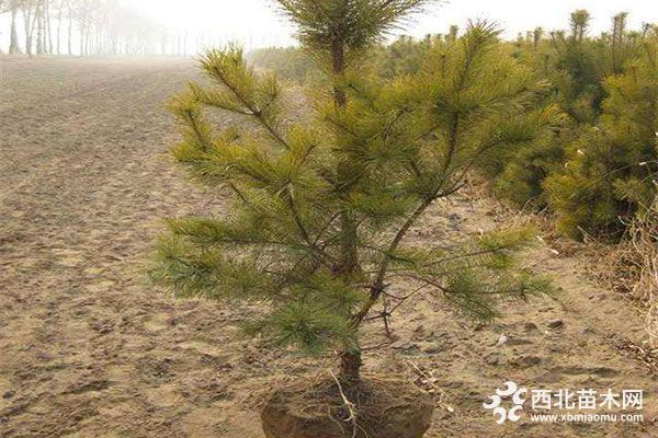 樟子松怎么养？樟子松怎么养栽培技术