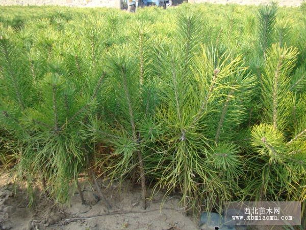 樟子松大苗移植技术