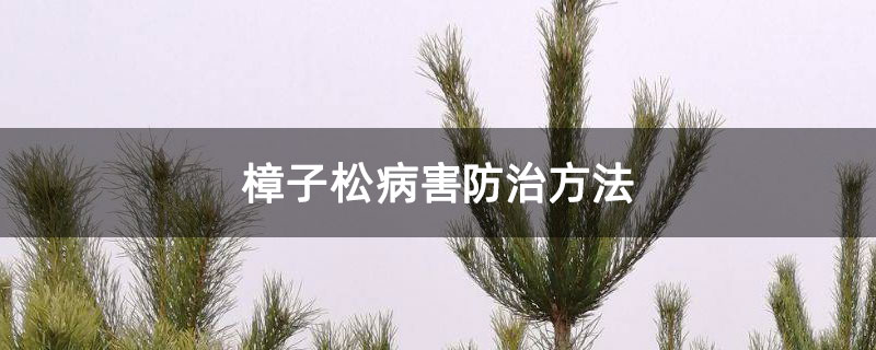 樟子松病害防治方法