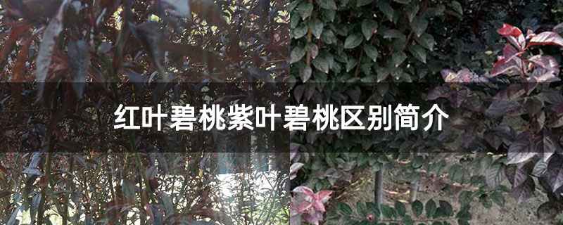 红叶碧桃紫叶碧桃区别简介