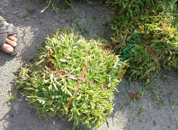 大叶油草用不用修剪？