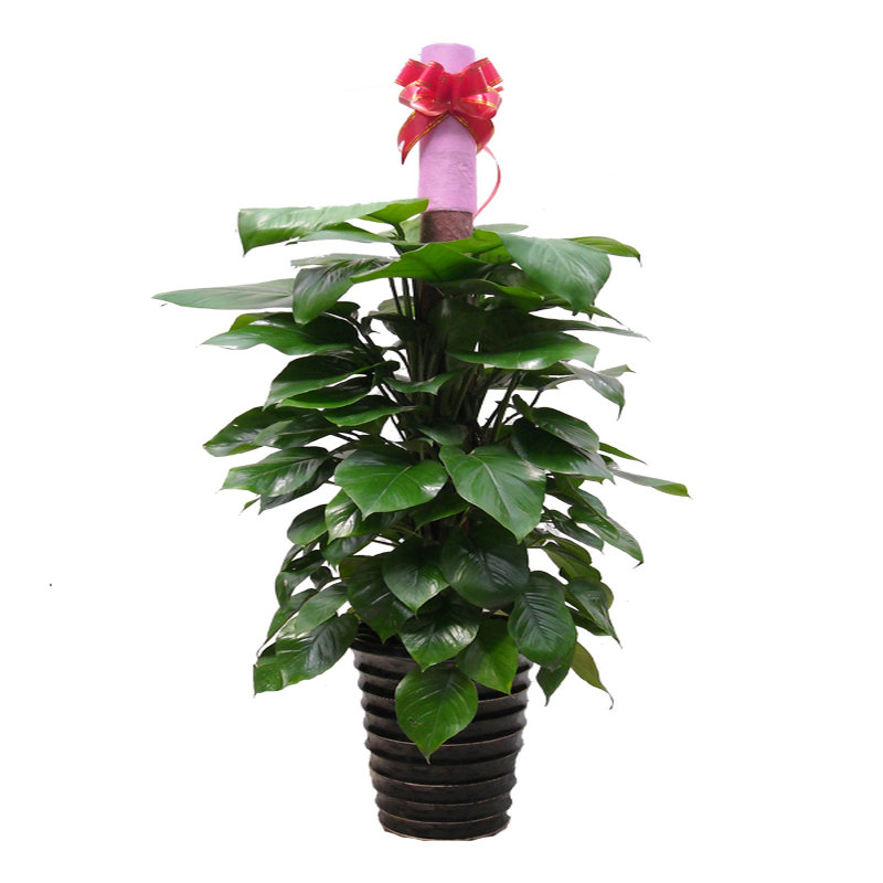大叶植物盆栽图片大全集