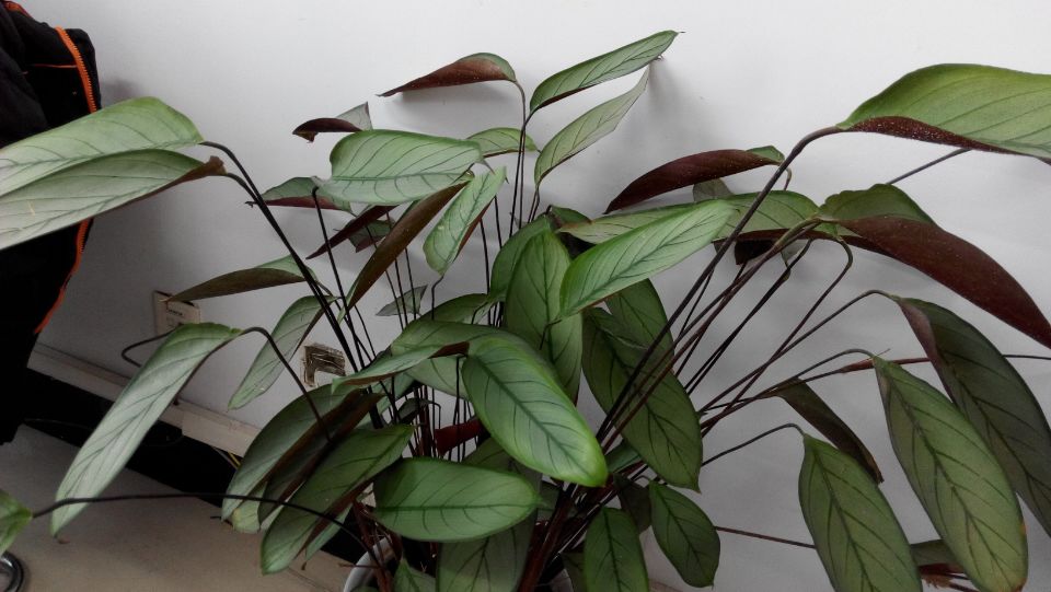 大叶植物盆栽图片大全集