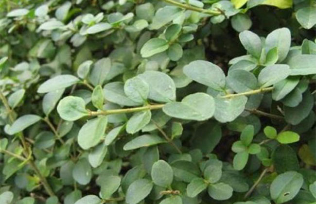 辽东可以种植水蜡树吗？哪些地区不能种植水蜡树？