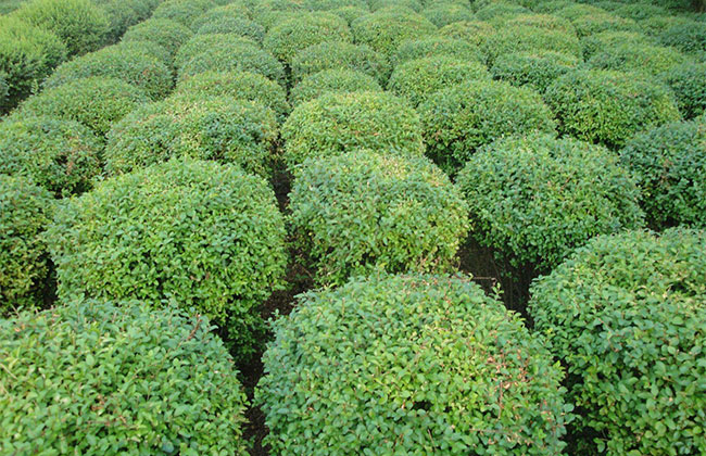 辽东可以种植水蜡树吗？哪些地区不能种植水蜡树？