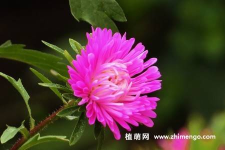 江西蜡花卉图片