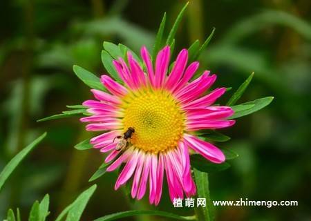 江西蜡花卉图片