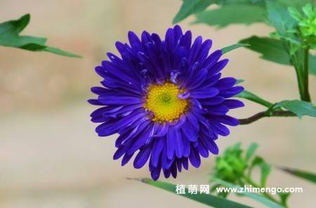 江西蜡花卉图片