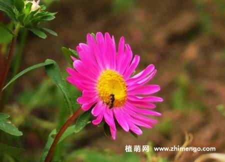 江西蜡花卉图片