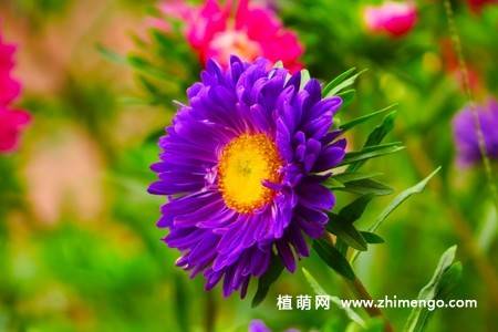 江西蜡花卉图片