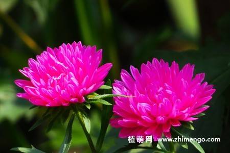江西蜡花卉图片